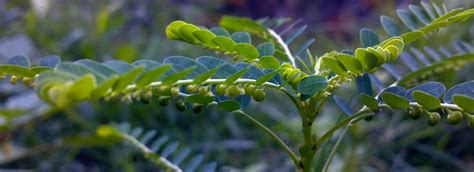 Phyllanthus Health Benefits (Chanca Piedra) - Linden Botanicals