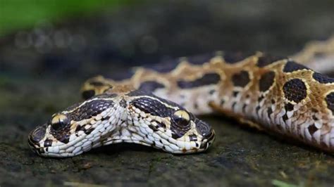 India: Extremely Rare 2-Headed Venomous Russell’s Viper Found In ...