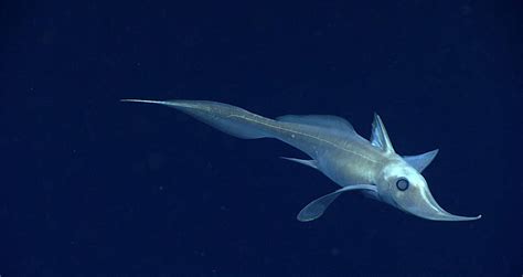 20 Incredible Photos Of Life Deep In The Gulf Of Mexico