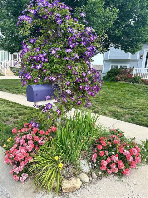 Hydrangea Help - Zone 6b/6b - Movied into new house last November. Have no gardening experience ...