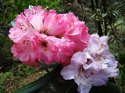 Rhododendron(Buransh) The Famous Flower of Uttarakhand - बुरांश