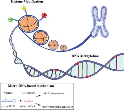 Dna Methylation and Histone Acetylation Are Examples of - Moses-has-Stout