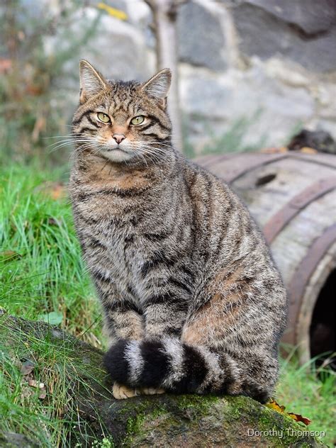 Scotland Wild Cat / Scottish wildcat | Wildlife Online - This population is estimated to ...