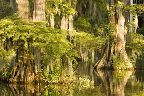 Atchafalaya Basin in Lafayette, Southern Louisiana