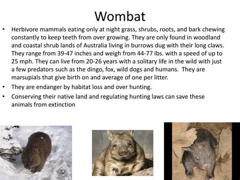 PPT - Wombat PowerPoint Presentation, free download - ID:1956804