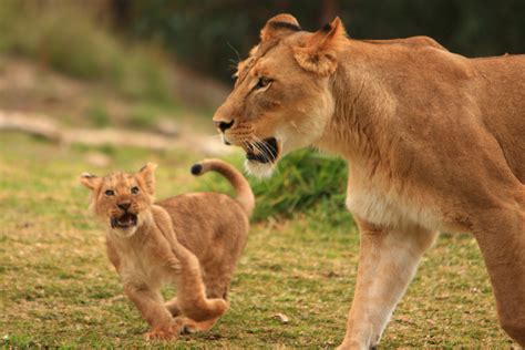 File:Lions & Lion Cubs.jpg