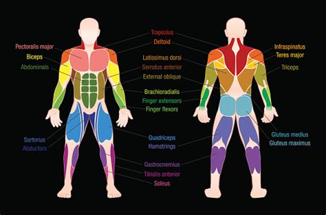 Muscle Chart With Most Important Muscles Of The Human Body Colored Anterior And Posterior View ...