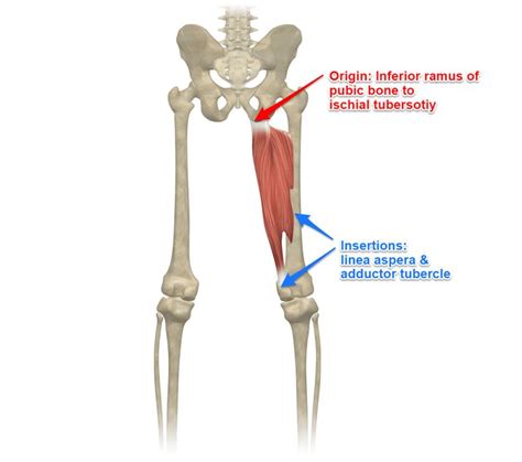 The Adductor Magnus - Muscle of The Month | Muscle anatomy, Muscle, Anatomy and physiology