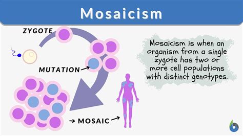 Mosaicism Definition and Examples - Biology Online Dictionary