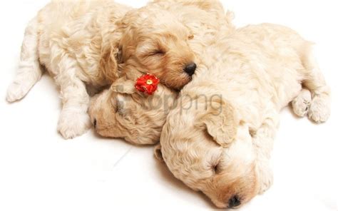 Cute Puppies Sleeping Wallpaper Background Best Stock Photos - Image ID 161546 | TOPpng