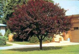 Newport Purple Leaf Plum - Flowering Trees - Stark Bro's