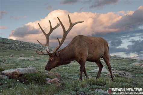 Bull Elk Sunset Colorado