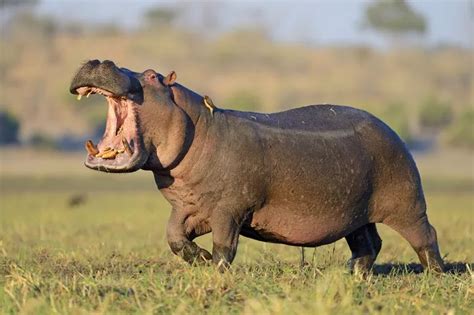 Amazing Facts: Hippopotamus