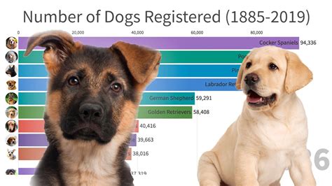 Most Popular Dogs in the World (1885-2019) - YouTube