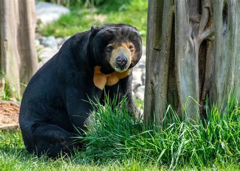 The great sun bear-spiracy in China