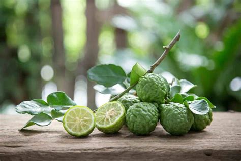 9 Kaffir Lime Leaves Substitutes - The Best Substitutes & Their ...