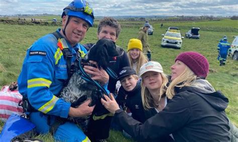 A Fortunate Easter Rescue: Spaniel Saved from Cliff at Mother Ivey's ...