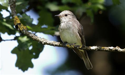 Spotted flycatcher | BirdForum