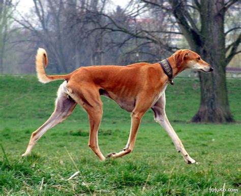 Saluki - Raças de Cachorros