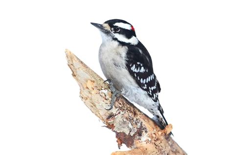 Woodpeckers in Maine: 9 Species You Are Guaranteed To See