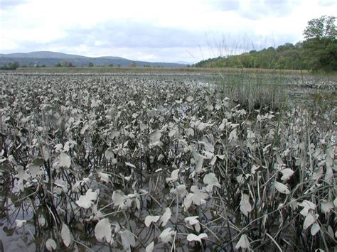 Freshwater Tidal Marsh Guide - New York Natural Heritage Program