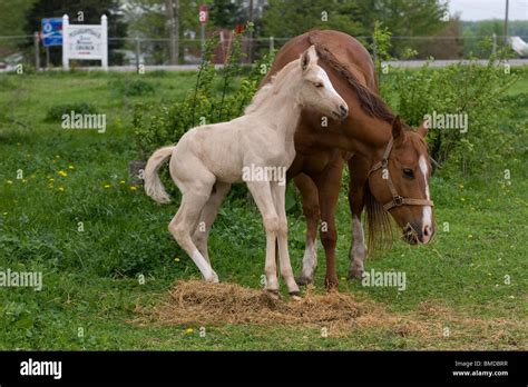 palomino foal and sorrel mare playing in pasture Stock Photo - Alamy