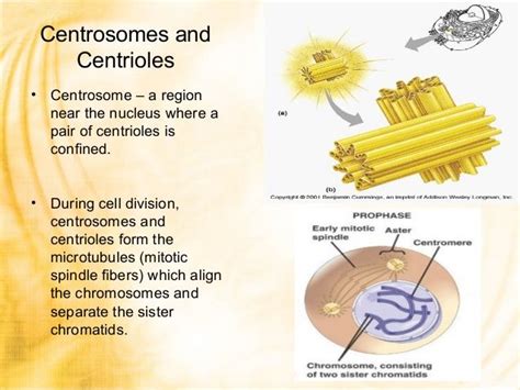 Centrosome, centrioles