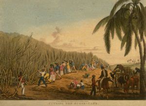 Enslaved People’s work on sugar plantations – The Saint Lauretia Project