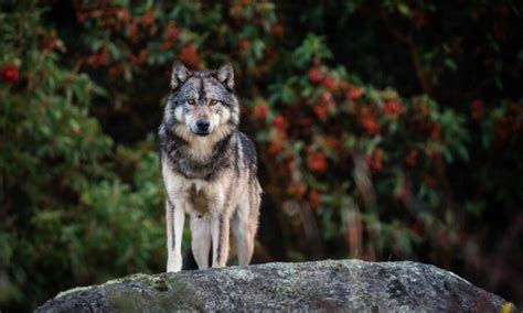 Takaya, Vancouver's Famous Lone Wolf, Shot And Killed By Hunter