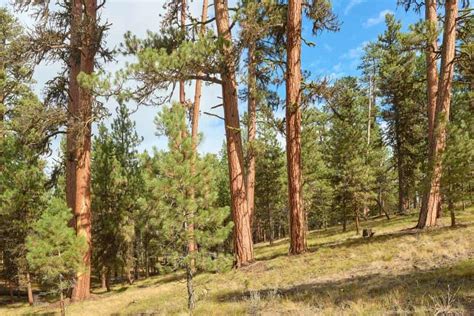 9 Types Of Pine Trees In Arizona (With Pictures)