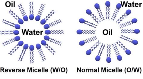 Schematic structure of a reverse and normal micelle. | Download Scientific Diagram