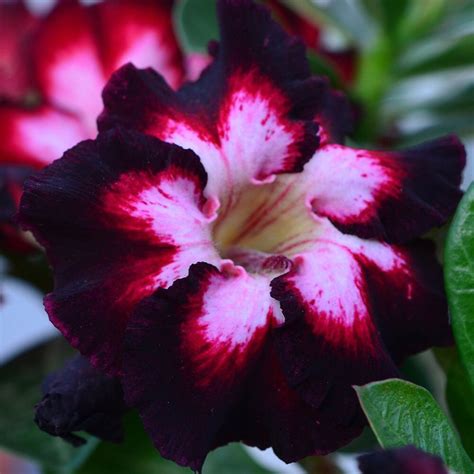 Adenium obesum BLACK DESERT ROSE MIX, IMPALA LILY – Ferri Seeds