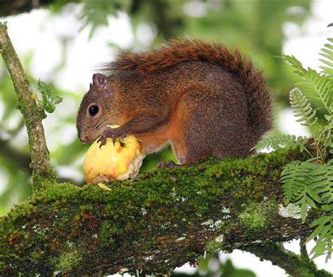 Red-tailed Squirrel (Sciurus granatensis) - The Firefly Forest