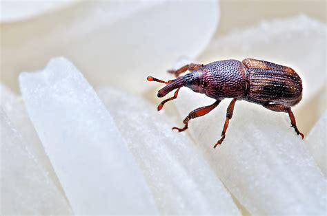 Rice weevil (Sitophilus oryzae) in Australia - Professional Pest Manager