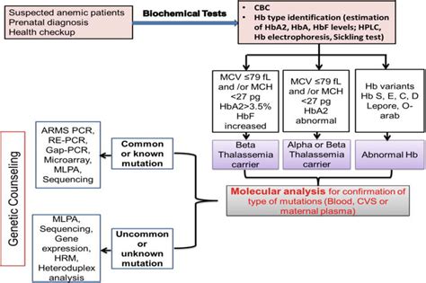 An Early Diagnosis of Thalassemia: A Boon to a Healthy Society | IntechOpen