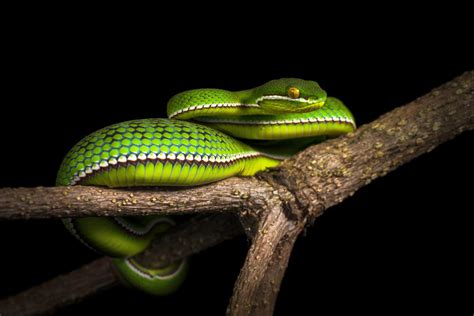 White-lipped pit viper (Trimeresurus albolabris)