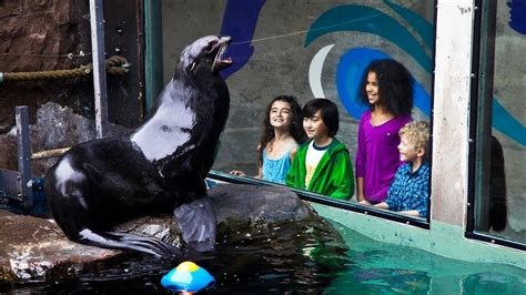 We are the Seattle Aquarium - YouTube