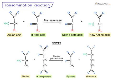 Transamination – Definition, Mechanism, Importance, & Diagram