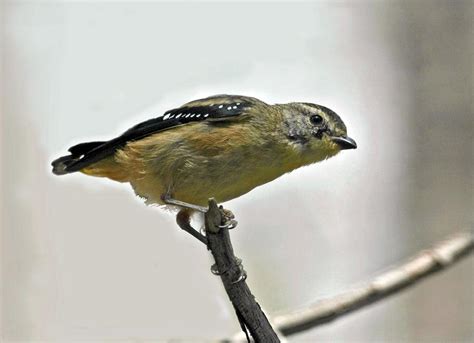 Spotted Pardalote (female) | BirdForum