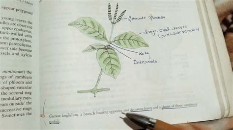 morphology and anatomy of Gnetum - YouTube