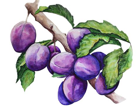 Hand-painted Watercolour Plums Kitchen Illustration Food | Etsy