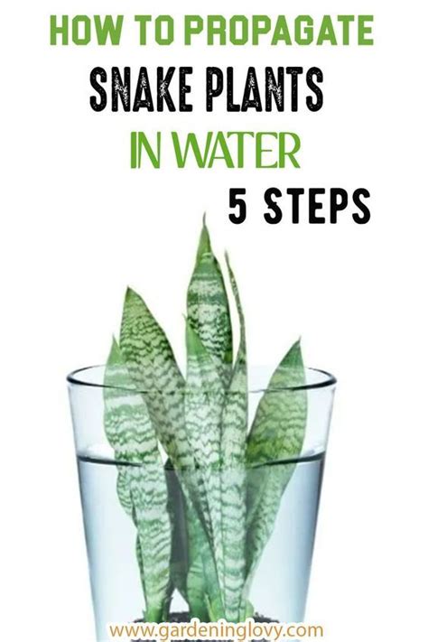 You can propagate snake plants in any method, even in water, but, how? Read below to know how to ...