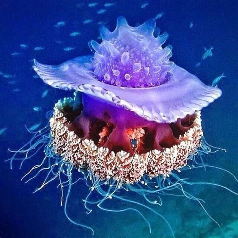 Pin by Elisabeth Quisenberry on Ocean | Spanish dancer, Jellyfish, Ocean life photography