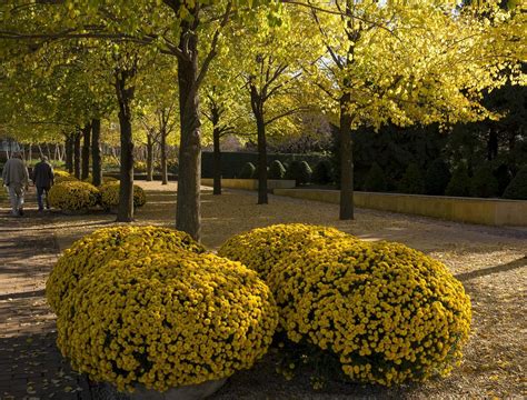 Fall Colors Are on Full Display at Chicago Botanic Garden | Chicago News | WTTW