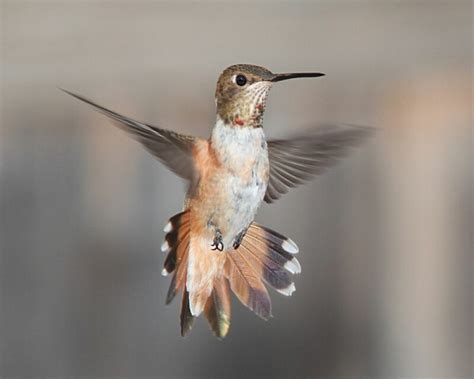 Hummingbird Anatomy - An Easy Guide for Bird Watchers