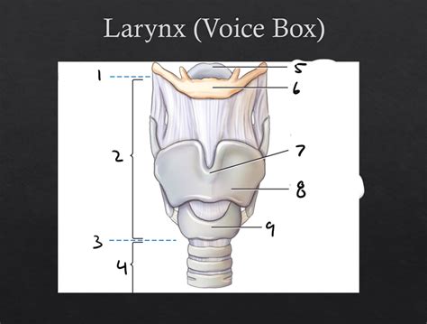 Larynx Anatomy Diagram | Quizlet