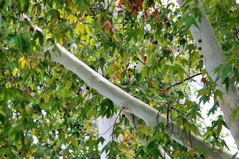 White Branches, Maple Tree Free Stock Photo - Public Domain Pictures