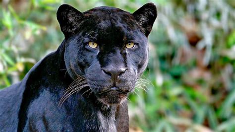 panther wallpaper,mammal,terrestrial animal,vertebrate,wildlife,felidae ...