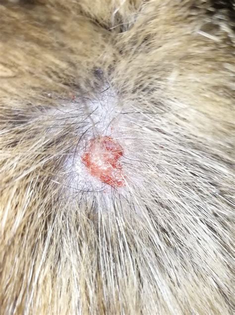 health - Cat has a small wound on back of the head, do I need to see ...