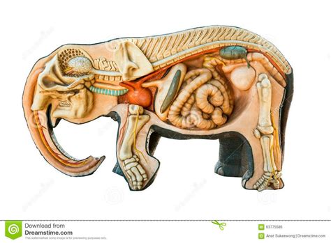 the anatomy of an elephant's body and its external organs stock photo ...